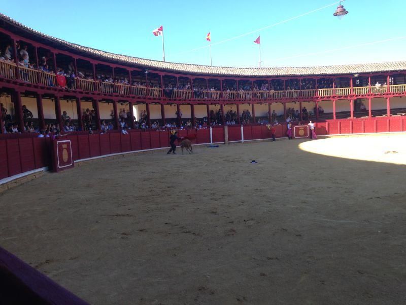 Fiestas en Toro | Becerrada de las peñas