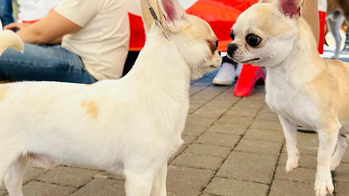 Más de 500 mascotas participan en la primera jornada del Concurso Internacional Canino de Torrent