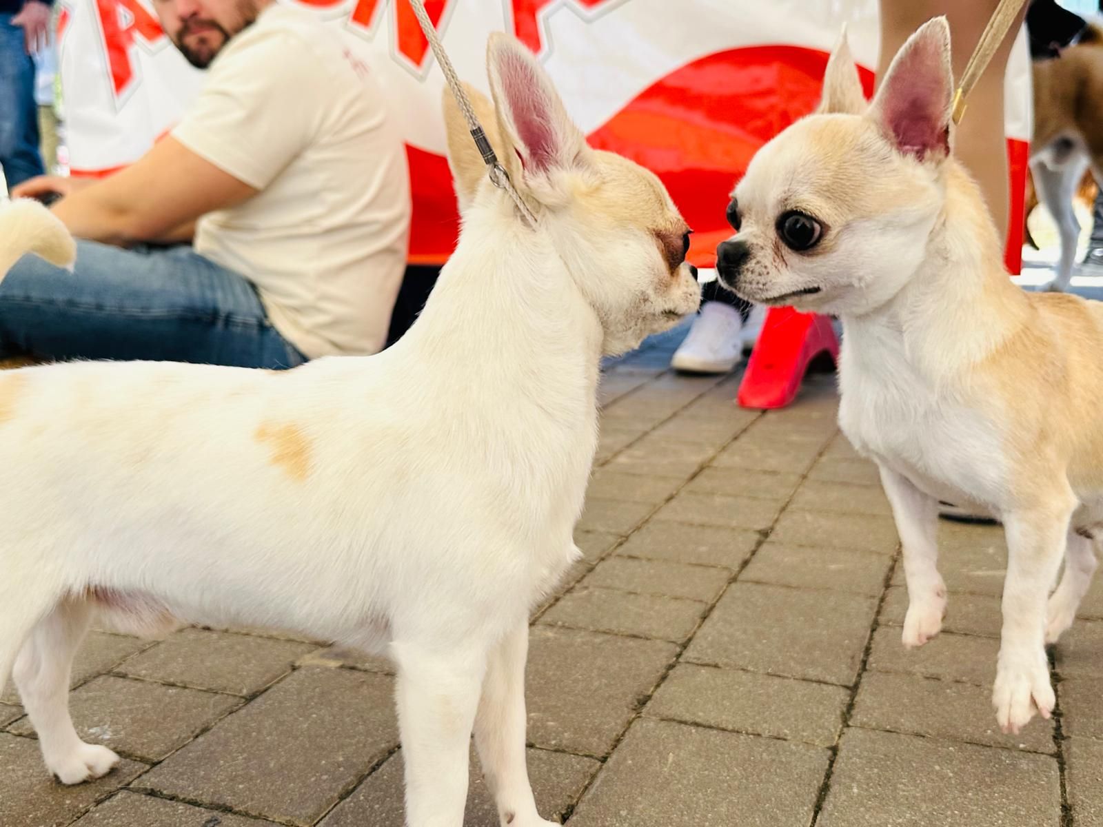Más de 500 mascotas participan en la primera jornada del Concurso Internacional Canino en Torrent