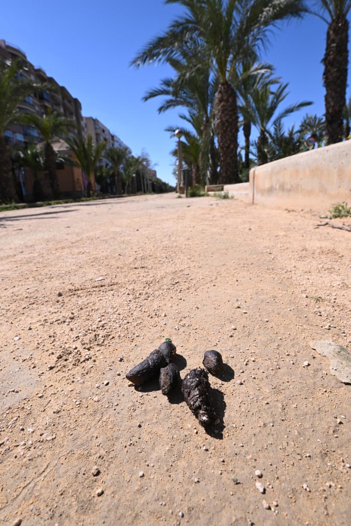Los vecinos están cansado de los dueños de mascotas incívicos en el entorno de la avenida de la Universidad de Elche