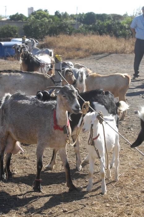 FERIA DE GANADO,PAELLA Y SANGRIA EN VALLELOS NUEVE