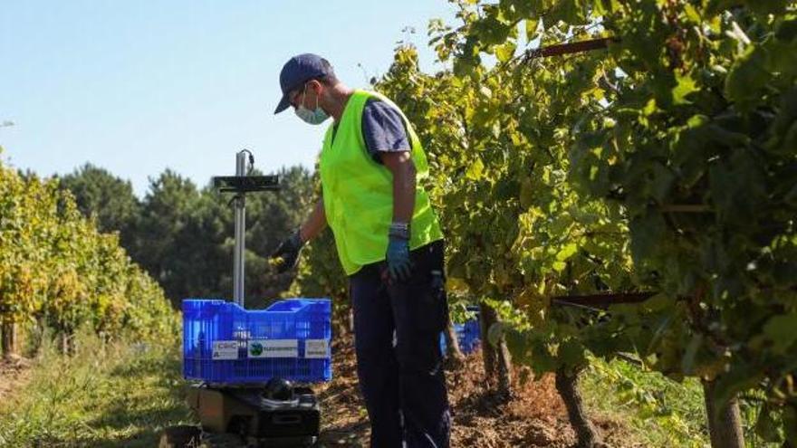 Cantidad y calidad de la uva D. O. Rías Baixas en el cierre de la vendimia