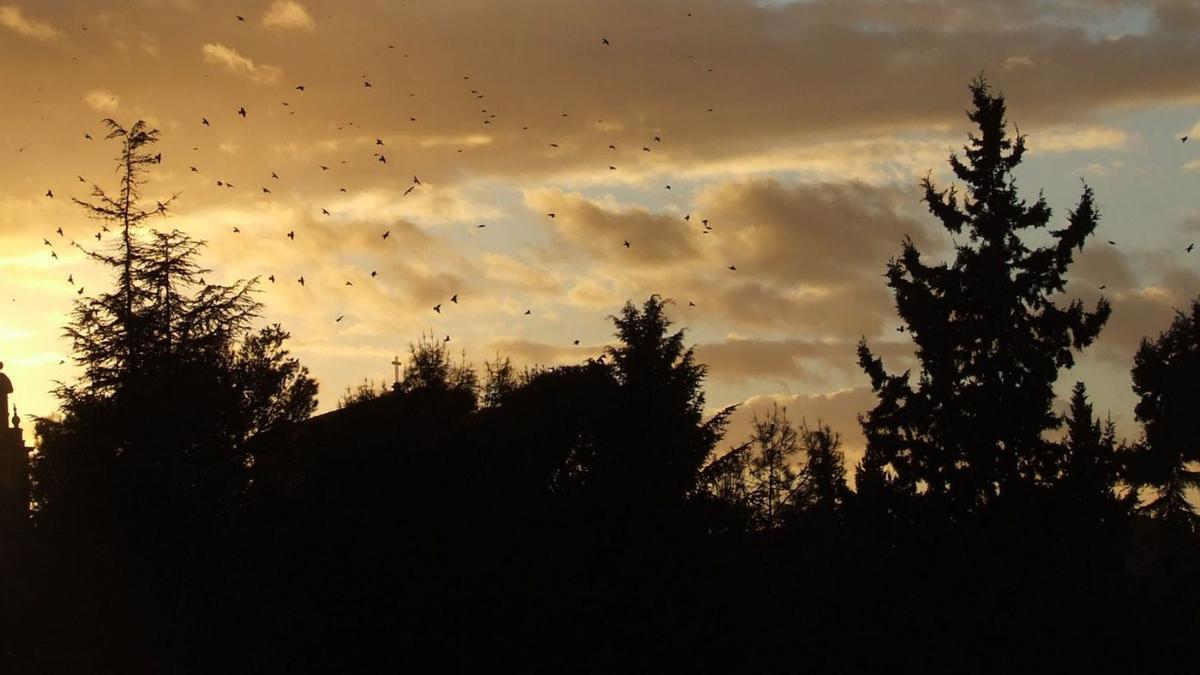 Estorninos al atardecer vuelven a sus dormideros en una ciudad.