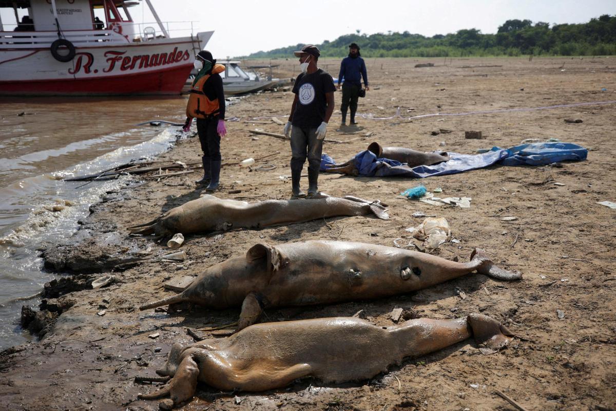 Delfines rosas muertos hallados en el lago Tefé como consecuencia de la sequía.
