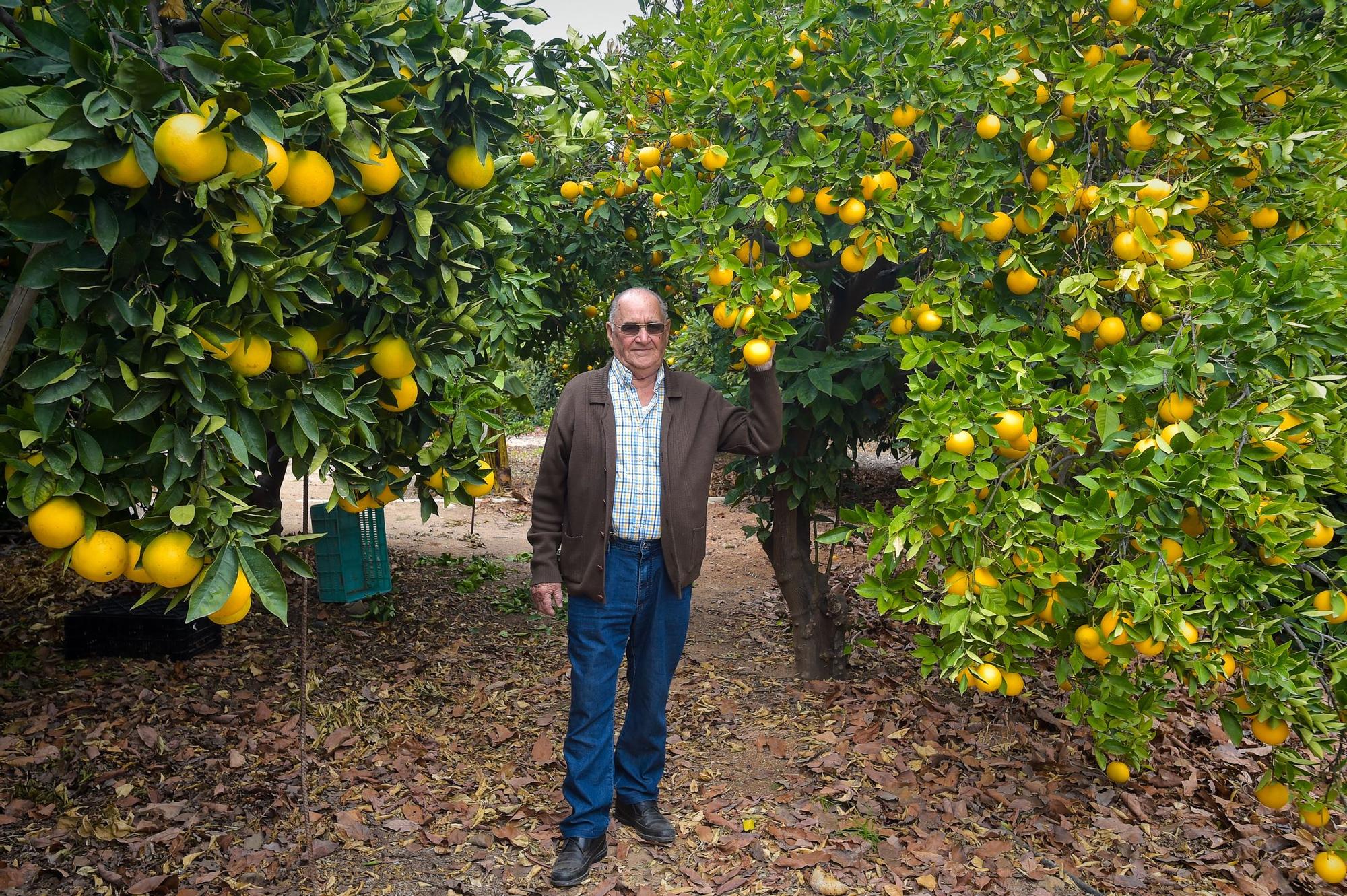 José Medina Rodríguez, en su finca de El Ejido