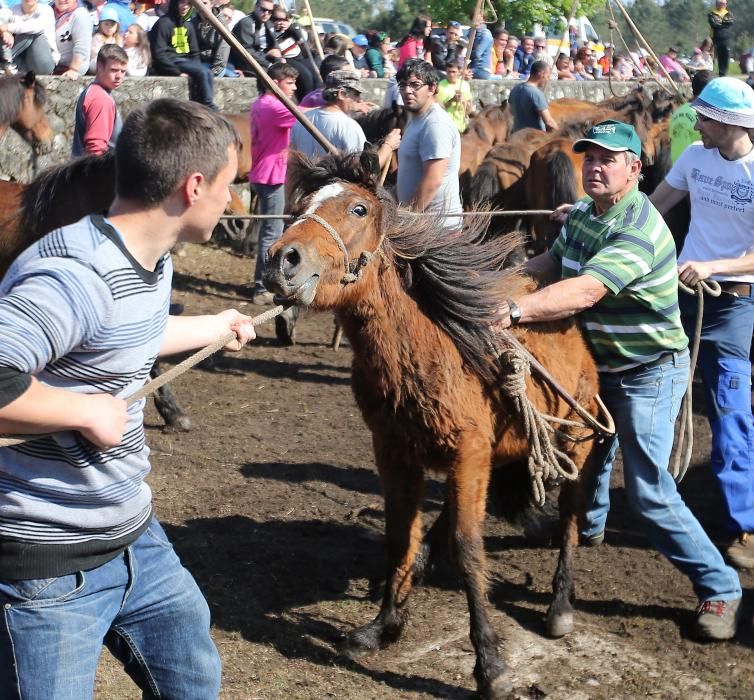 Los ganaderos sanean 300 caballos ante un millar de personas en el primer curro del año en Oia