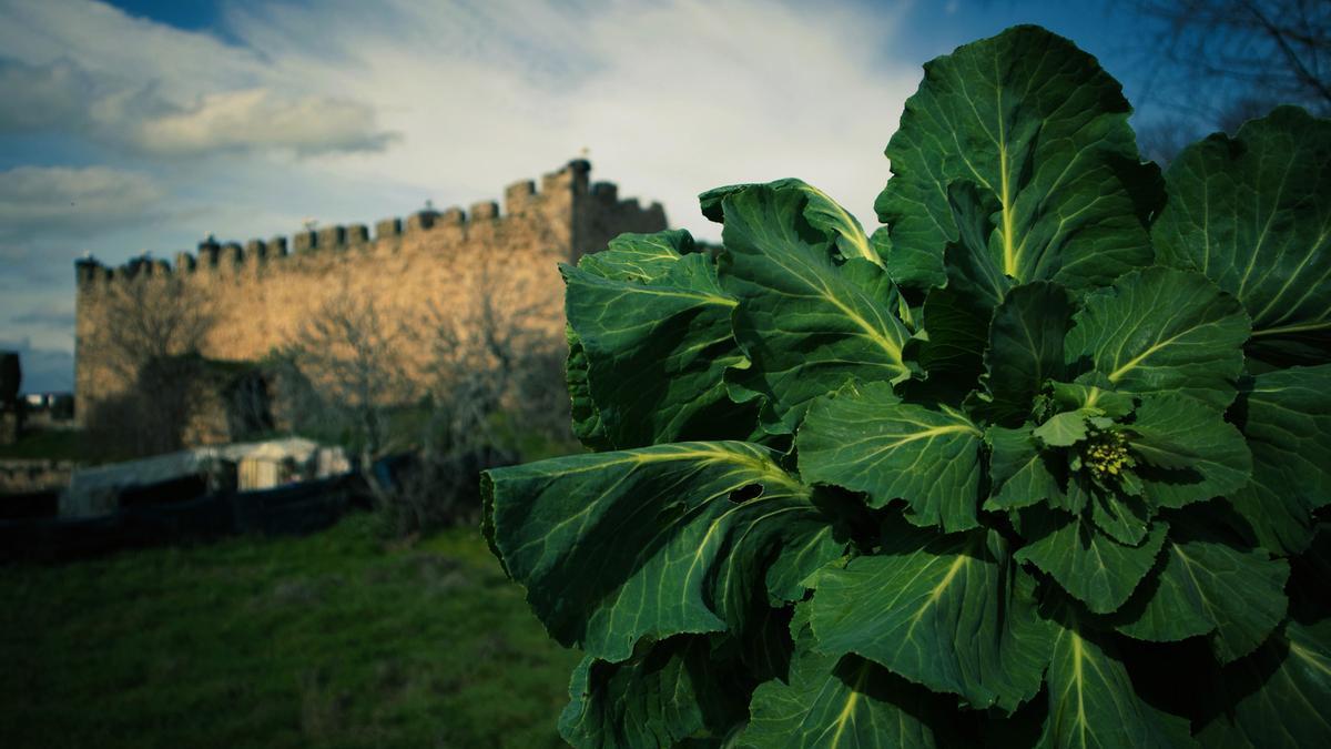 Coles de las huertas arroyanas junto al castillo de los Herreras del siglo XV