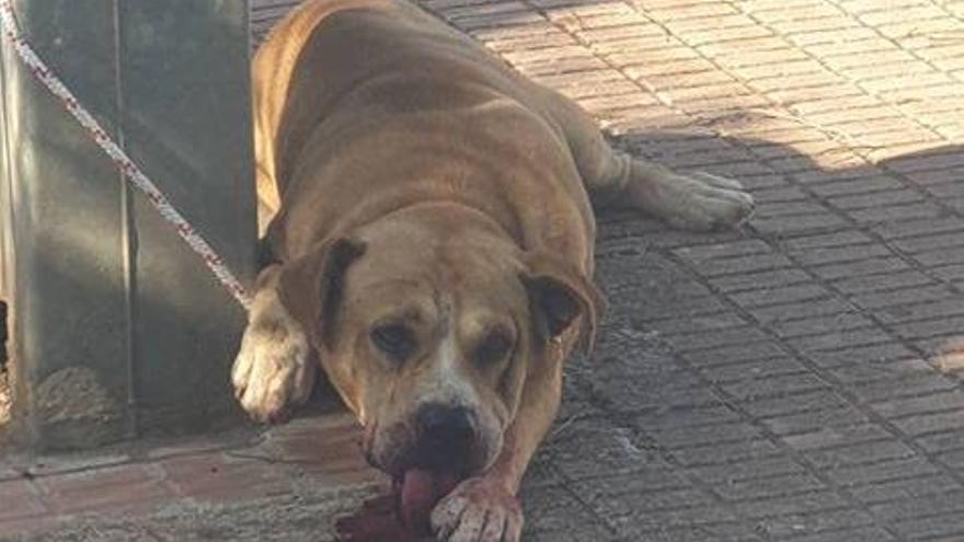 Der Hund leckte noch das Blut seiner Opfer vom Boden ab.