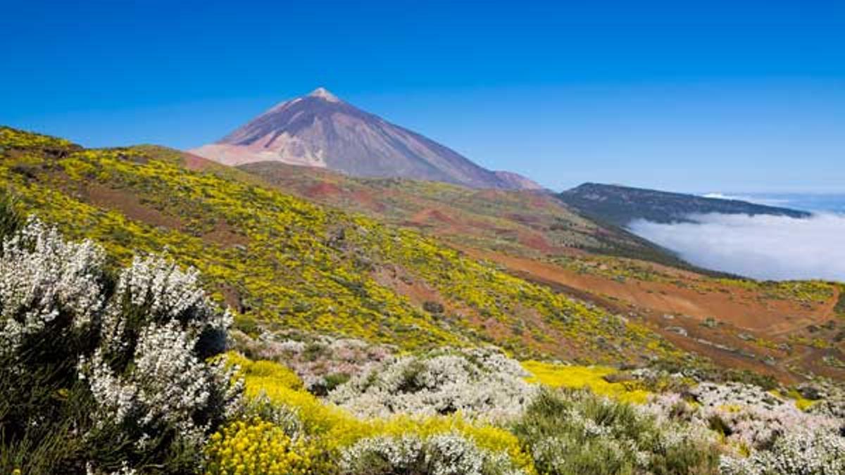Descubrir los inesperados paisajes primaverales del Teide