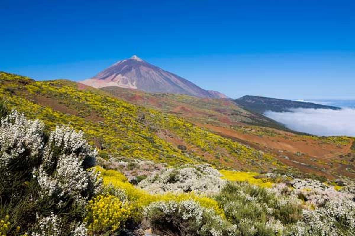 Descubrir los inesperados paisajes primaverales del Teide