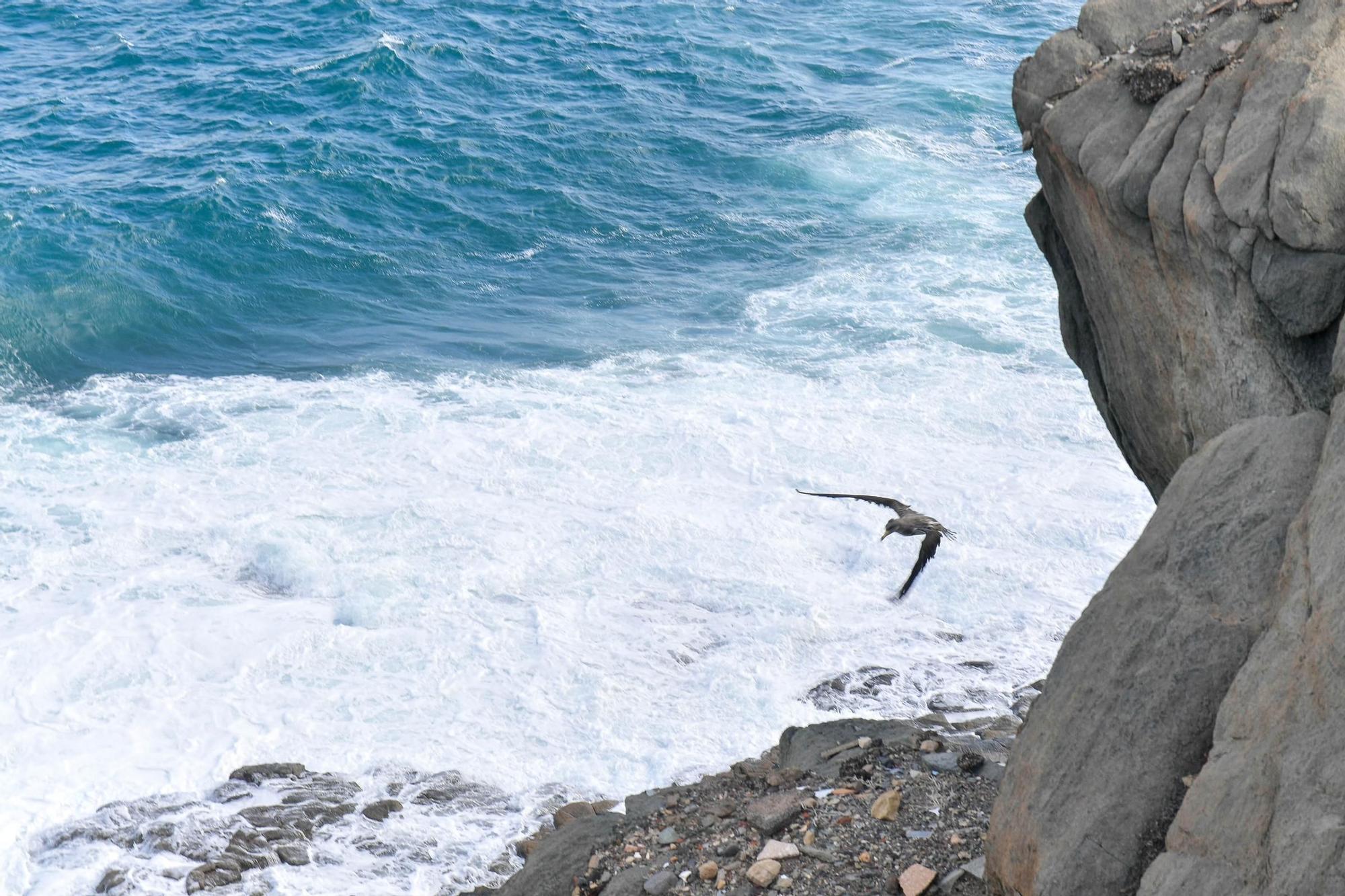 Benito y Fabio sueltan dos pardelas en el Mirador del Tritón