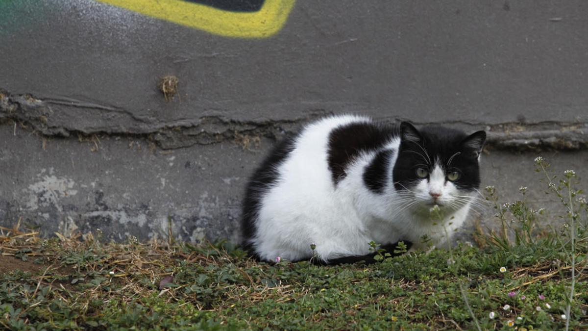 Un gato en una calle de Oviedo.