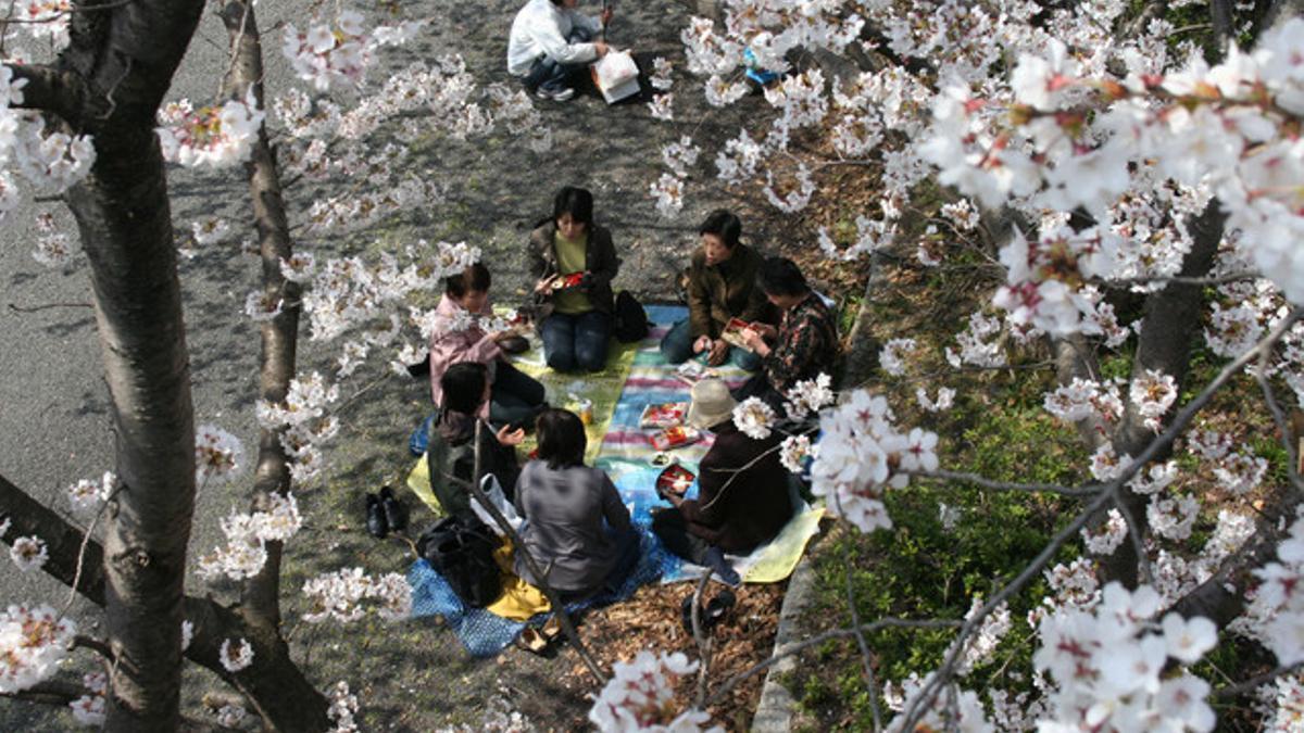 Japón recibe la primavera con el &quot;sakura&quot;, la época de los cerezos en flor