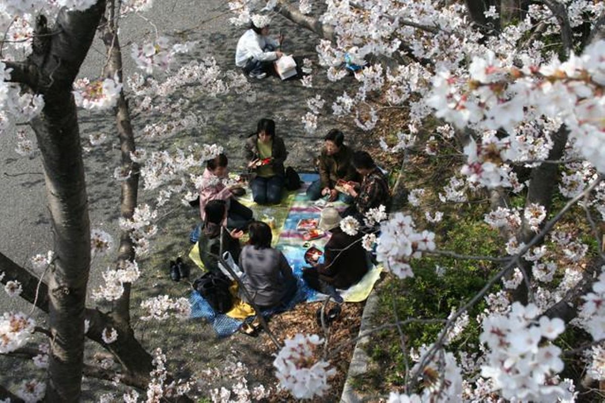 Un grup de dones dinen sota els cirerers d’un parc de Kyoto (Japó).