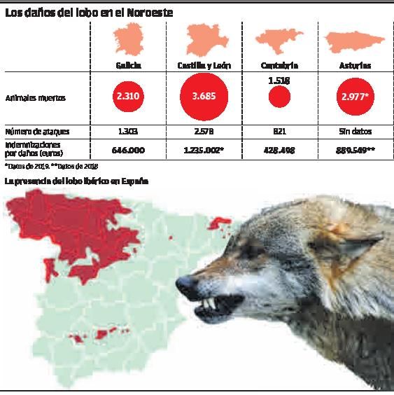 El lobo mató el año pasado más de 10.000 reses en las cuatro comunidades del Noroeste | L. O.