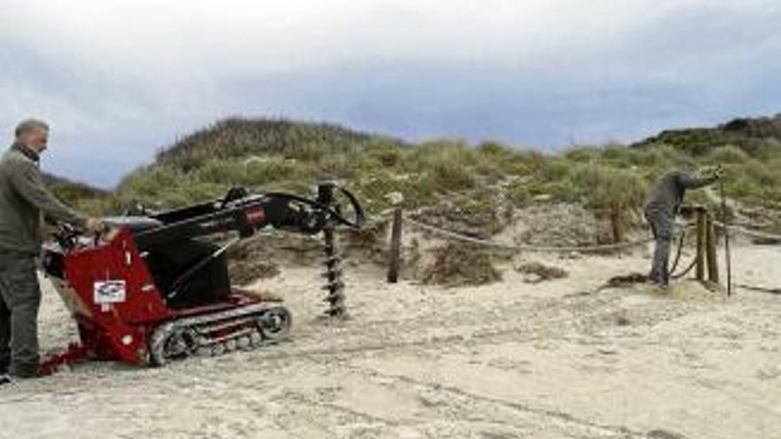 Dünen-Schutz am Es-Trenc-Strand hat begonnen