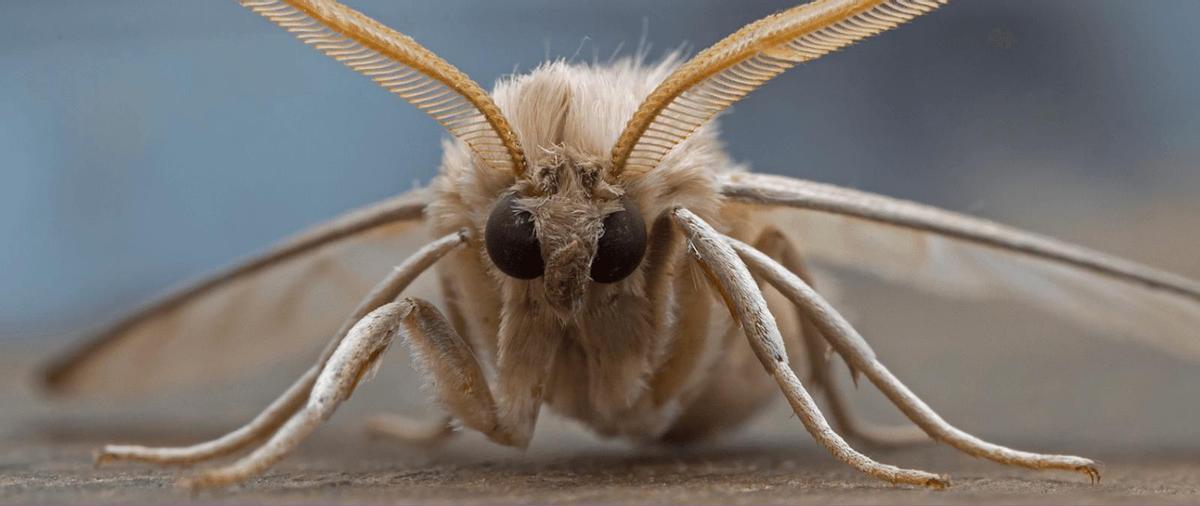 Las polillas gigantes llegan a varias partes de España.