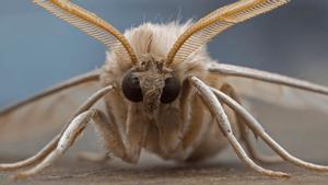 Las polillas gigantes llegan a varias partes de España.