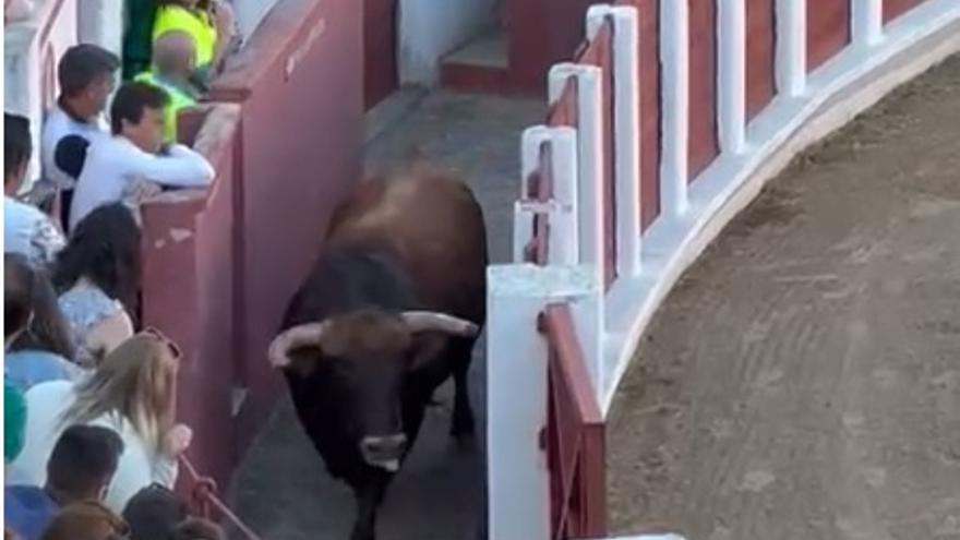 VÍDEO | Un toro rompe la madera y se cuela por el callejón en los recortes de Zamora