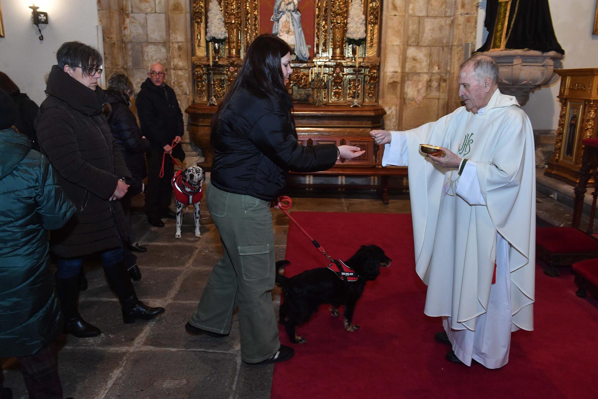 Bendición de mascotas por San Antón en A Coruña