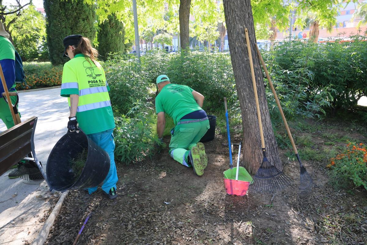 El trabajo que hace Anilia, asociación de inserción laboral para personas con discapacidad intelectual a la que el Ayuntamiento de Alicante le debe 160.000 euros