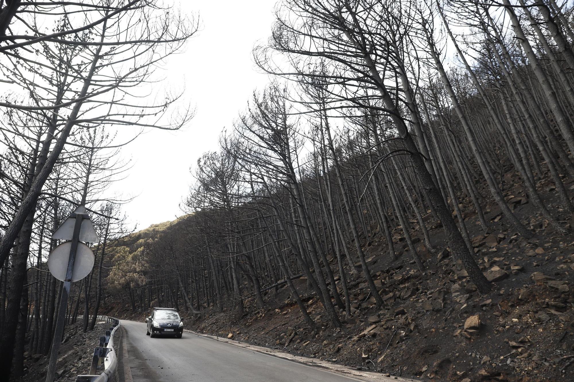 El Paraje de las Peñas Blancas en Estepona arrasado por el fuego