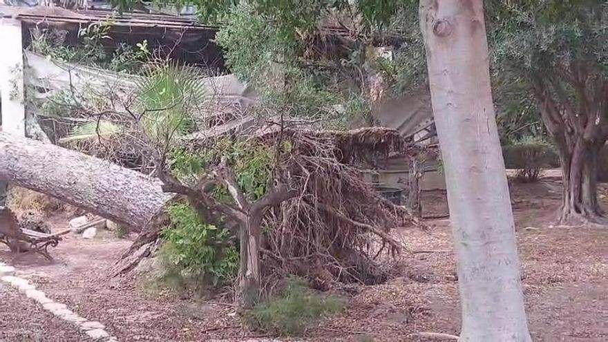 Árbol caído en la finca Villa Marco la semana pasada, según los vecinos