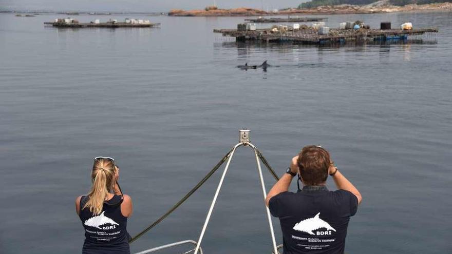 Observación de delfines entre bateas, desde el barco de estudio e investigación propiedad del BDRI.