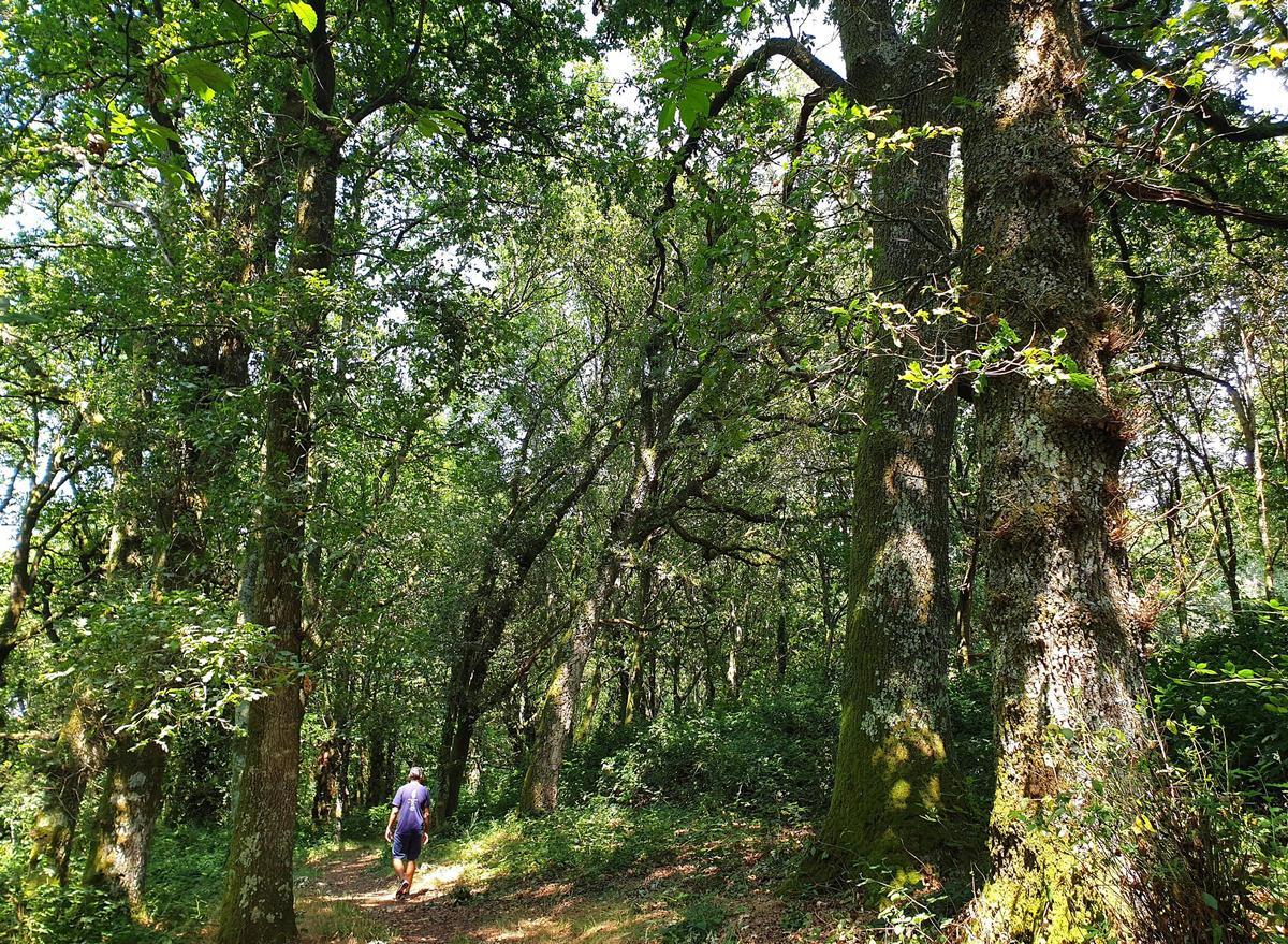 Fraga de Catasós, bosque especialmente de castaños centenarios (Lalín)