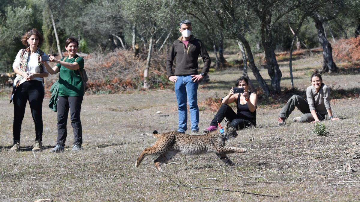 El periodo de celo del lince y del zorro ha finalizado ya.