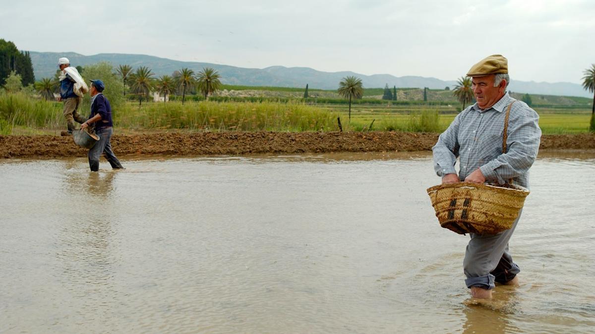 Siembra del arroz en el coto arrocero.