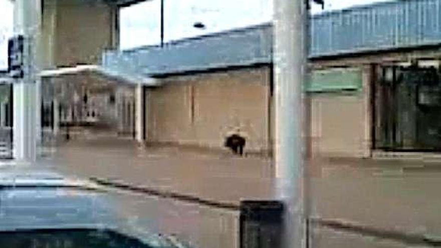 Los jabalíes, a sus anchas en el aeropuerto