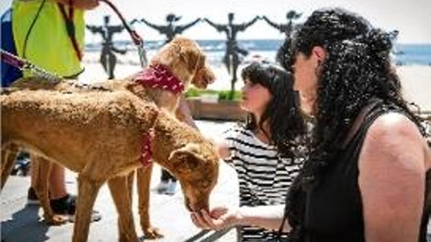 Un moment de la sisena desfilada canina solidària, diumenge a Blanes.