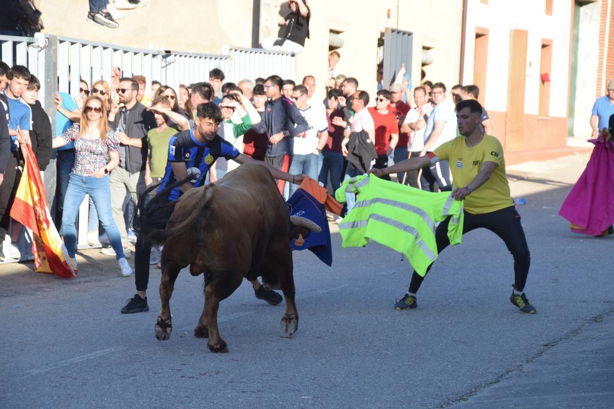Suelta del todo de cajón en Villabuena del Puente.