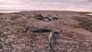 Un grup de 52 dofins estaven encallats per causes desconegudes a la platja Salinita, a l’illa San José Nepomuceno