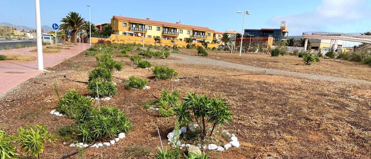 El Ayuntamiento da luz verde al primer acuerdo de custodia compartida de las zonas verdes de Costa Jardín, en Melenara