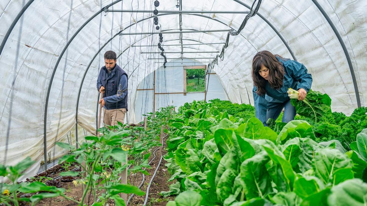 Ejemplo de agricultura ecológica en Asturias.