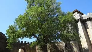 El arbolado más monumental de Extremadura