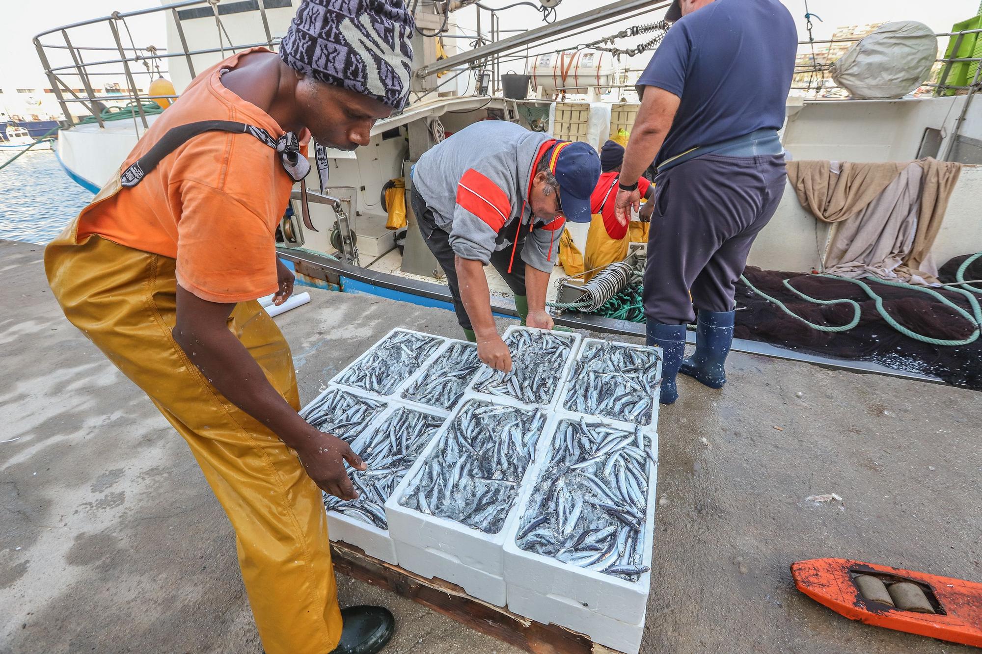 La subasta de la nueva lonja pesquera de Torrevieja se estrena con la venta de 13.000 kilos de boquerón y sardina