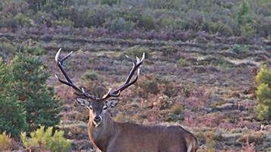 Un ciervo mira atento en un paraje de brezos y pinos.