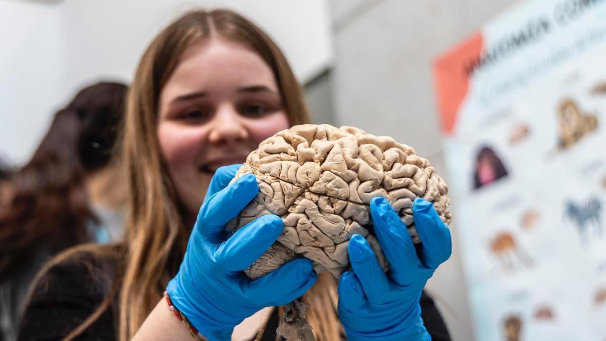 Semana del Cerebro del Instituto de Neurociencias de Alicante