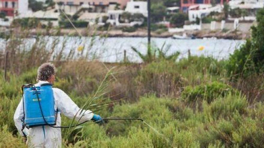 Un operario fumiga la zona de ses Feixes de Talamanca, en una imagen de archivo.