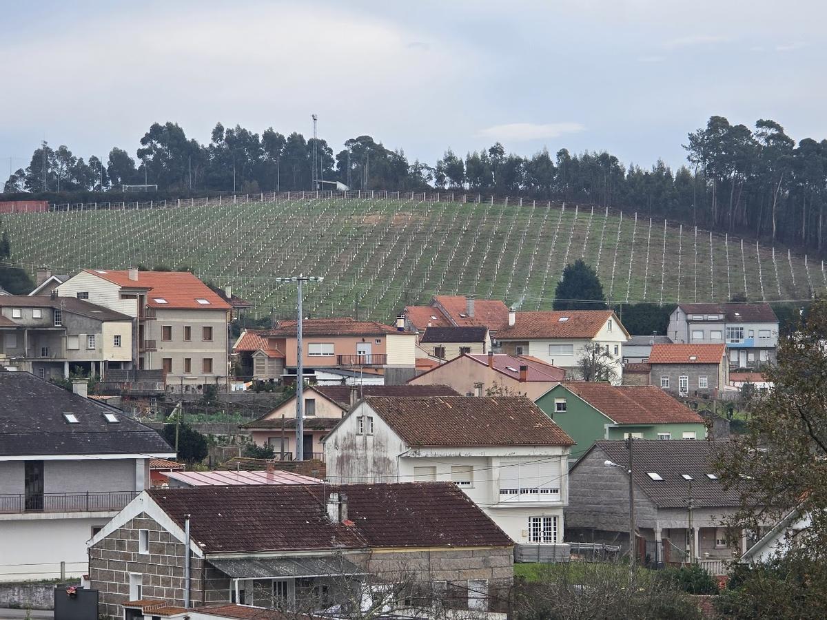 Las viviendas que se aprecian en la imagen corresponden a Guillán, en Vilagarcía de Arousa. Y lo que se ve en la parte alta es la ladera del monte de Berdón, en cuya cima se sitúa el campo de fútbol. El color marrón del barro tras la corta de árboles y explanación del terreno dio paso a ese manto verde de la hierba que crece entre un gran viñedo. Esa fue la primera de las cuatro fases ejecutadas por la bodega Lagar da Condesa y el grupo Viñas Familia Gil en este municipio arousano, elegido también por firmas tan conocidas como Martín Códax para seguir ampliando sus plantaciones. Precisamente Vilagarcía es uno de los ayuntamientos de la Denominación de Origen Rías Baixas en los que más cepas se han plantado en los últimos años.
