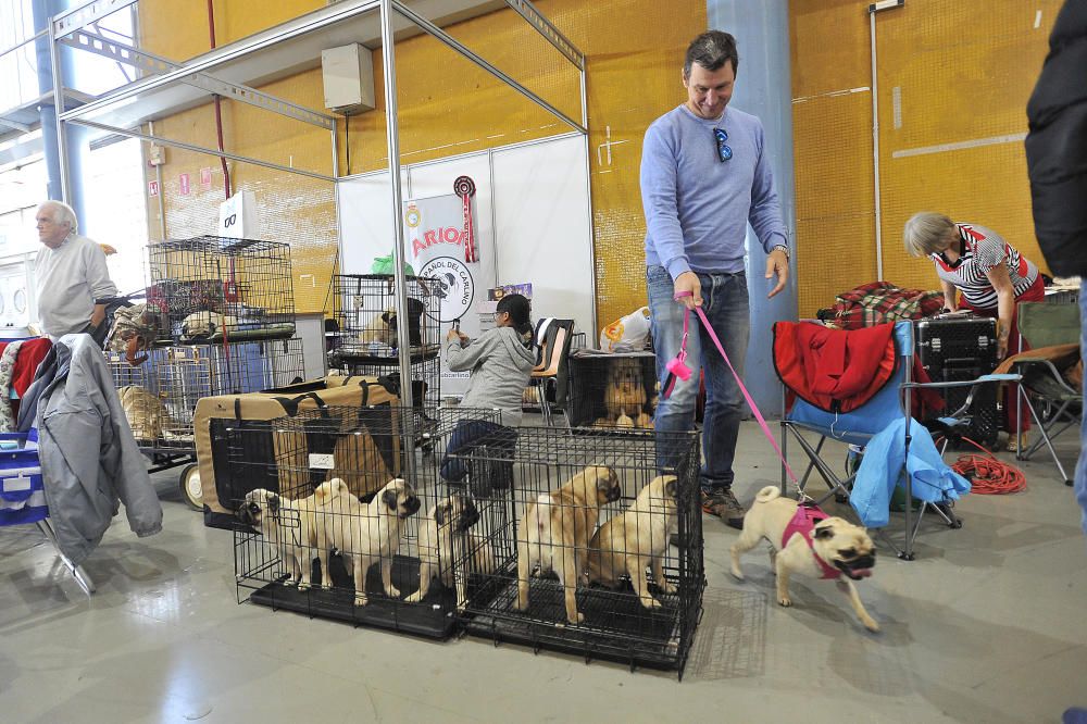 Las mejores imágenes de Expocachorro 2018 en IFA