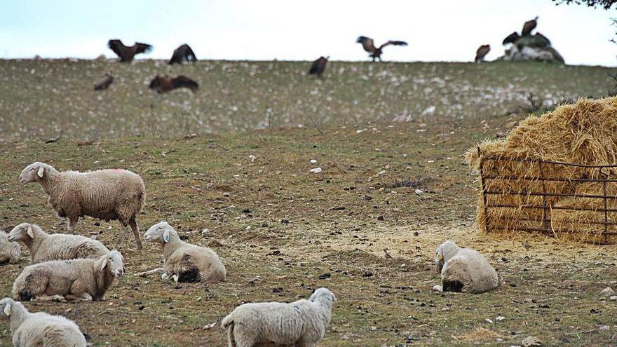 Un grupo de buitres junto a unas ovejas en Cibanal. | L. O. Z.