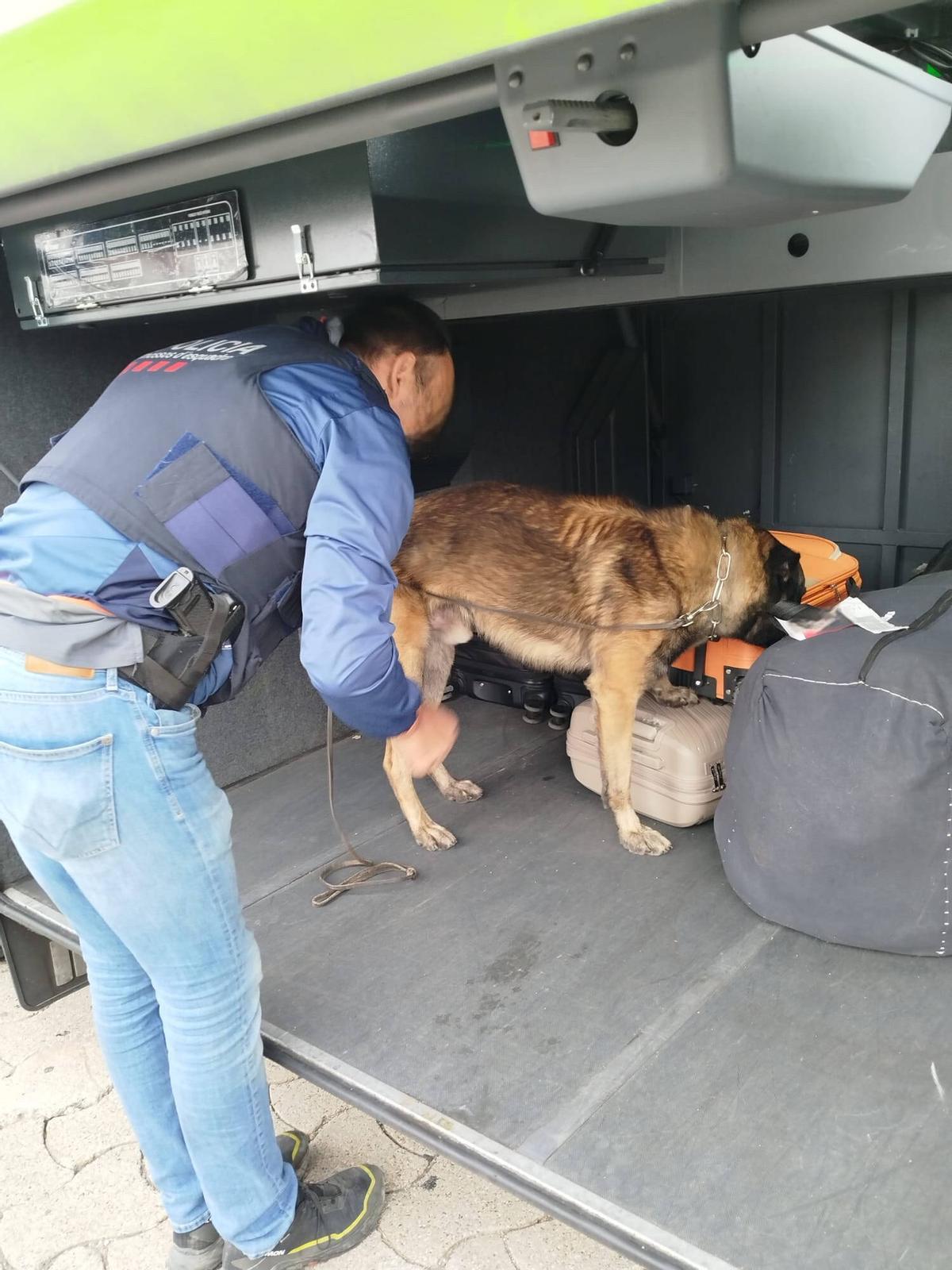 Un dels animals de la unitat inspecciona equipatges en un autocar.