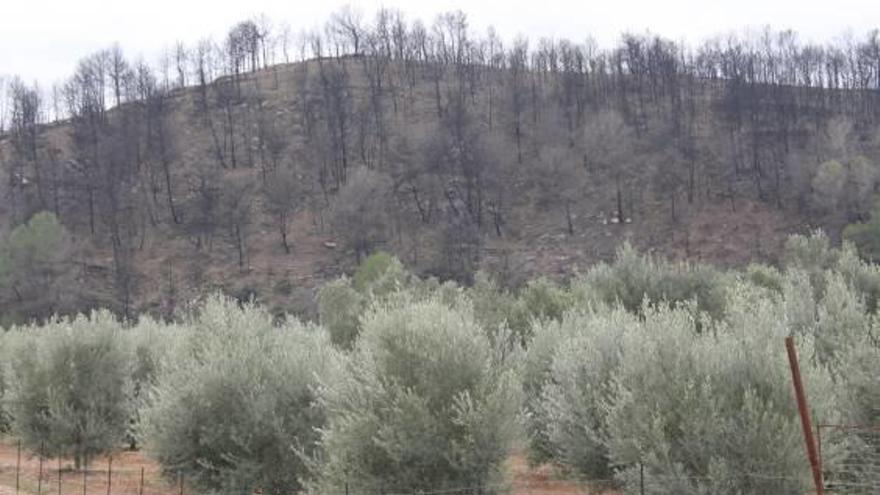 Los expertos critican la «inacción» en el monte quemado por el incendio de Bolbaite tras medio año