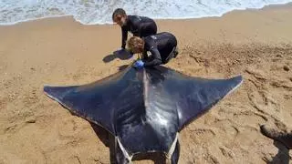 ¿Por qué las rayas están varando de forma masiva en el Mediterráneo español?