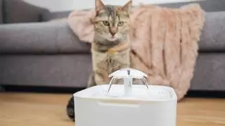 ¿Por qué tu gato necesita una fuente de agua y cuáles son las mejores?