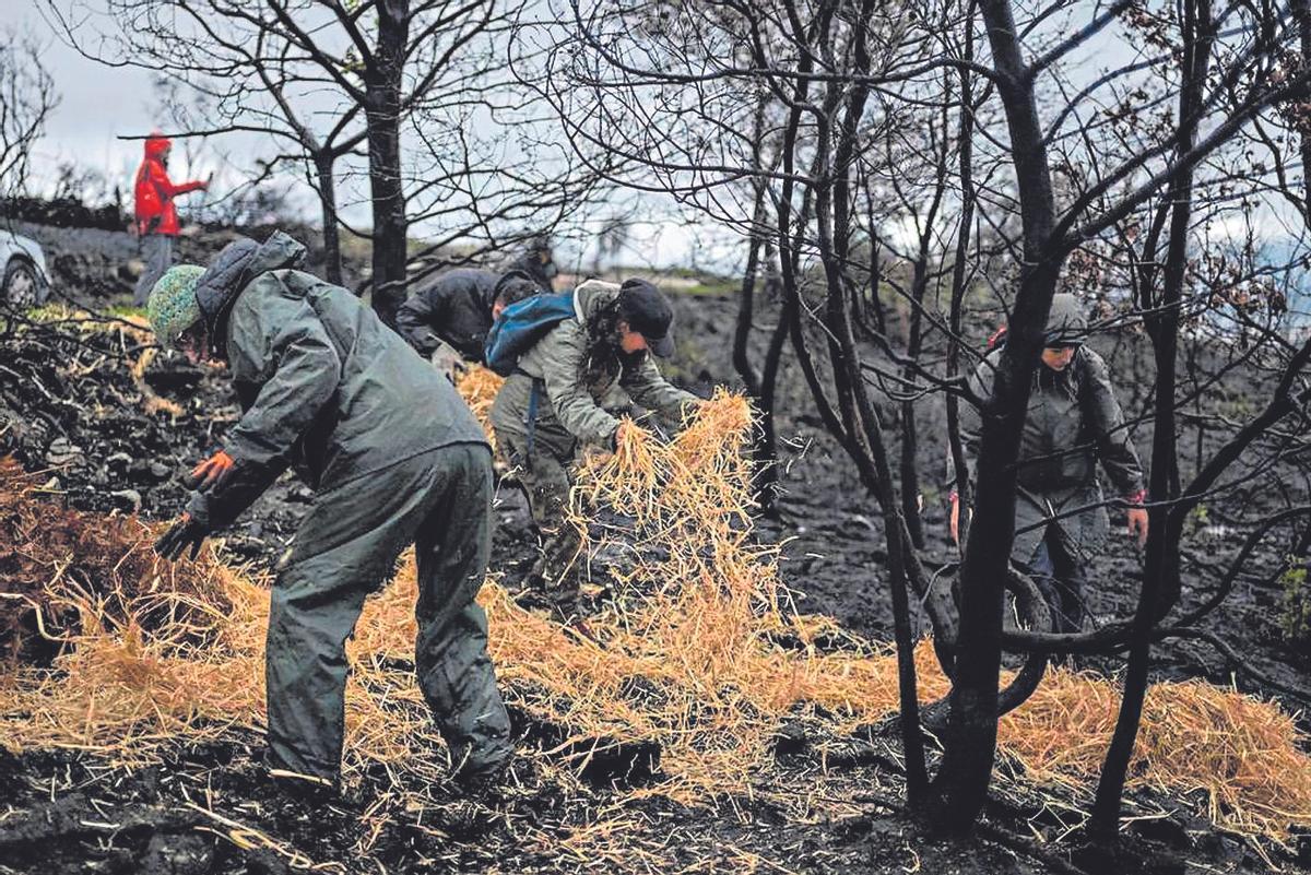 Voluntarios esparciendo paja en un monte quemado en Maceda (Ourense).